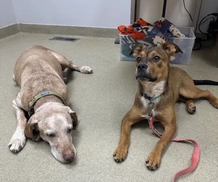 Mount Airy Animal Hospital