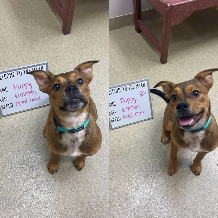 Mount Airy Animal Hospital Picture 4