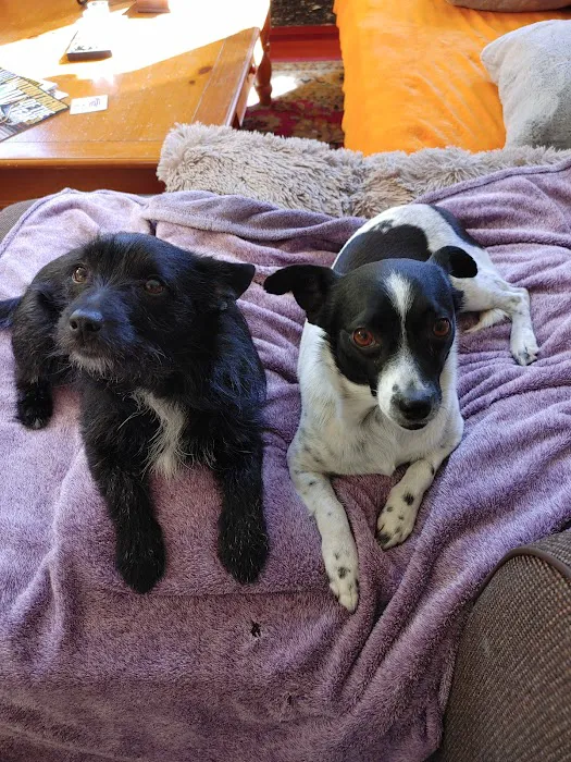 Country Veterinary Hospital Picture 8
