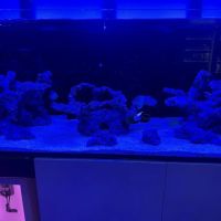Lush Corals ico