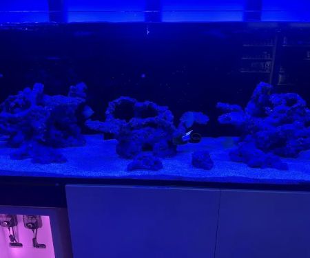 Lush Corals