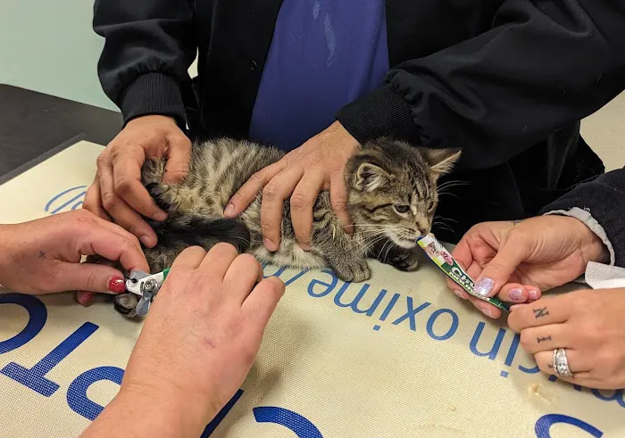 Mount Airy Veterinary Associates, Inc. Picture 5