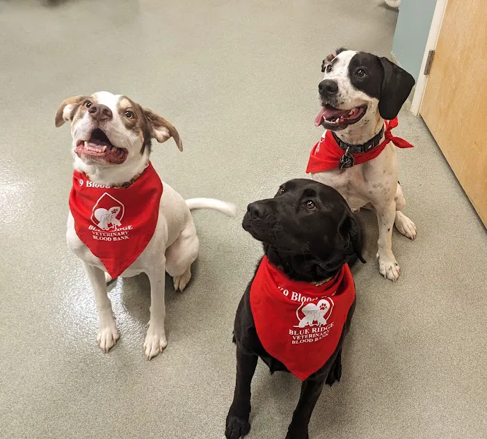 Mount Airy Veterinary Associates, Inc. Picture 9