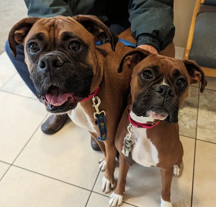 Mount Airy Veterinary Associates, Inc. Picture 7