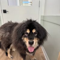 EastOver Veterinary ico