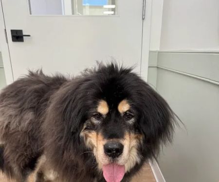 EastOver Veterinary