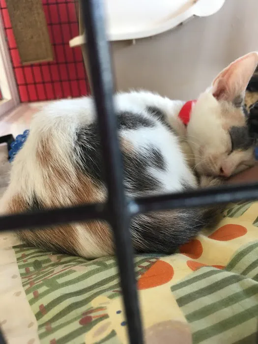 Pet Supermarket Picture 4