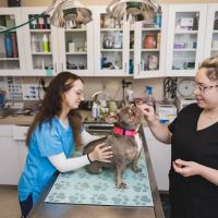 Eldersburg Veterinary Hospital ico