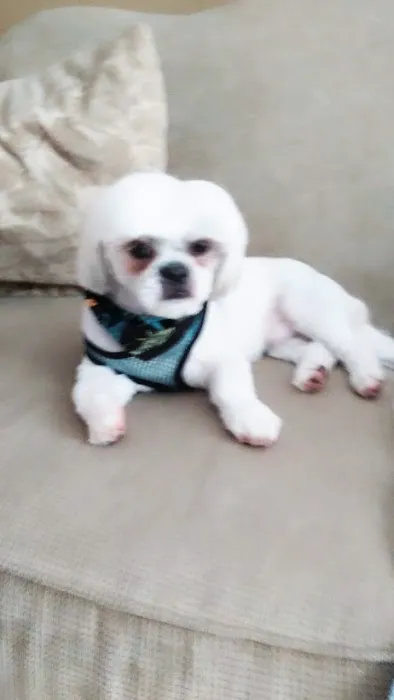 Wet Kisses Pet Company Picture 5