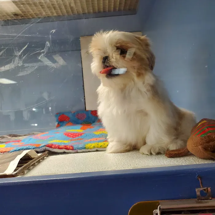 Wet Kisses Pet Company Picture 9
