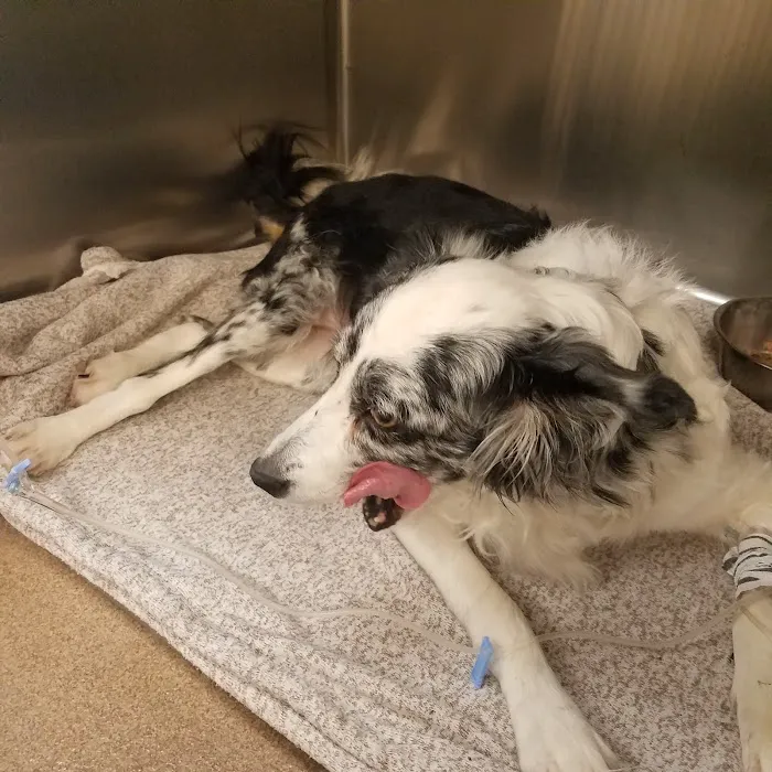 Animal Medical Hospital at Glenwood Picture 9