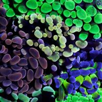 Tank Smart Aquariums ico