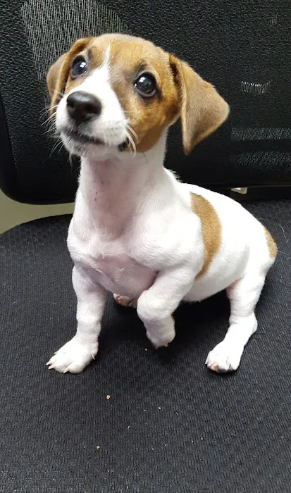 West Friendship Animal Hospital Picture 5