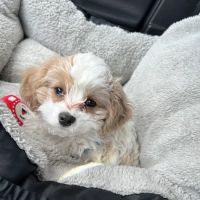 Marriottsville Animal Hospital ico