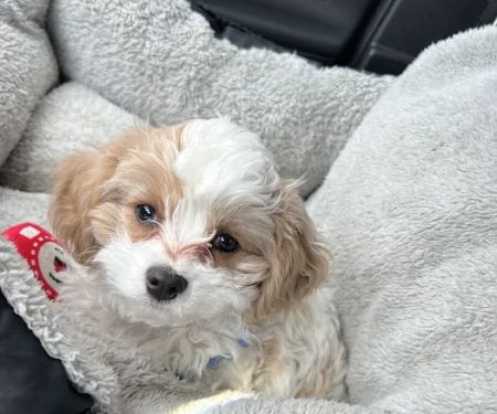 Marriottsville Animal Hospital