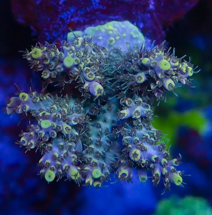 Polyp Guy Corals Picture 1