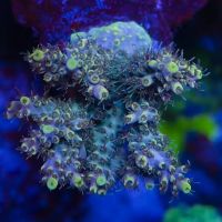 Polyp Guy Corals ico