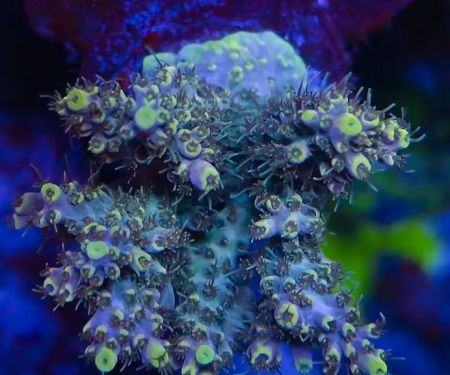 Polyp Guy Corals