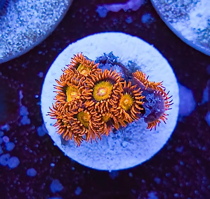 Polyp Guy Corals Picture 2