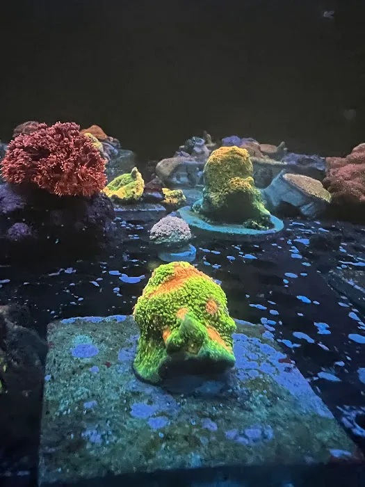 Polyp Guy Corals Picture 3