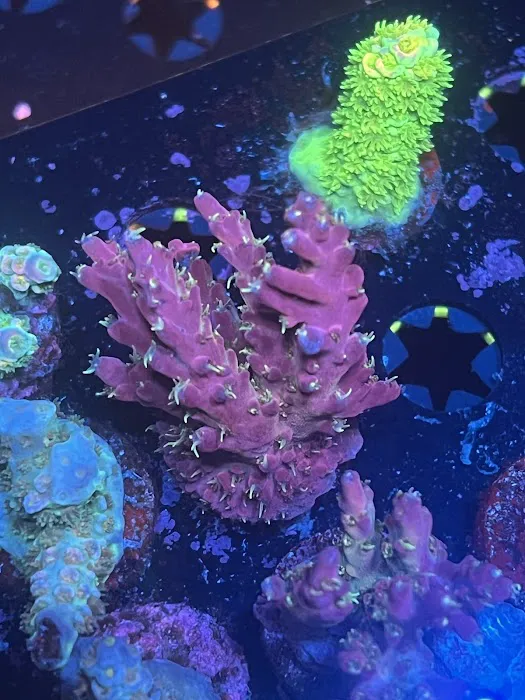 Polyp Guy Corals Picture 6