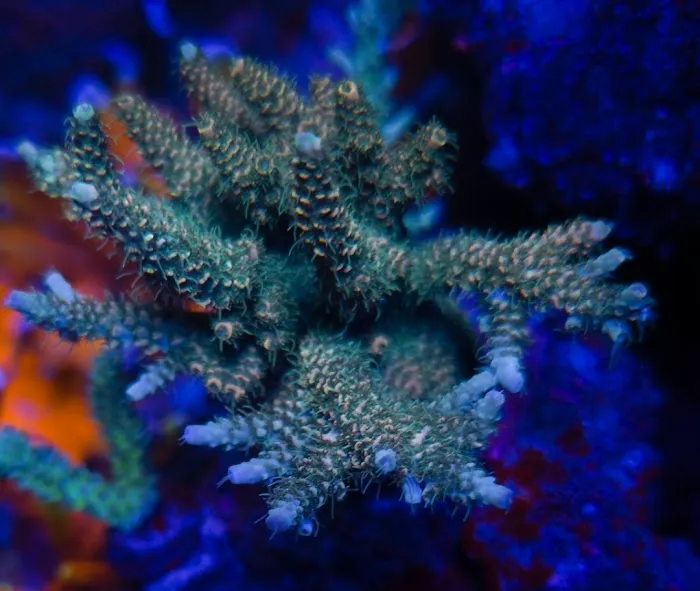 Polyp Guy Corals Picture 4