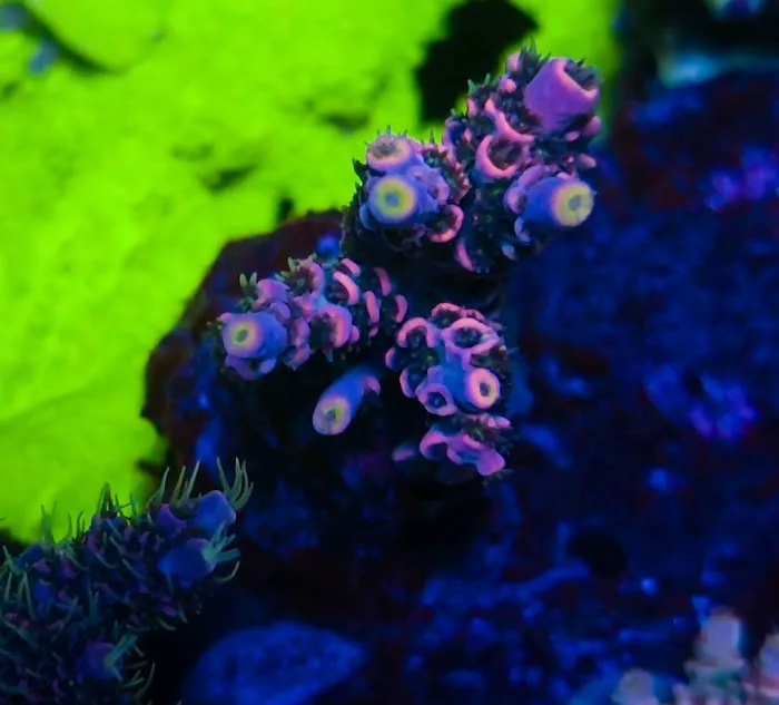 Polyp Guy Corals Picture 5