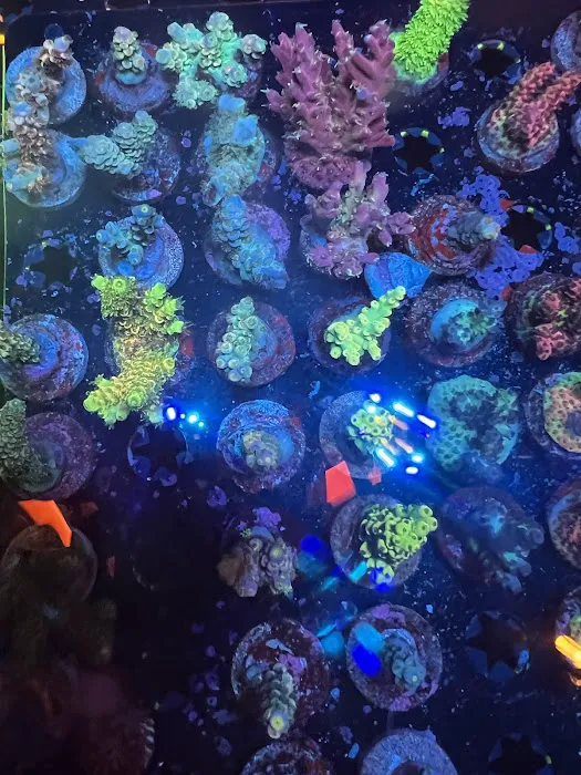 Polyp Guy Corals Picture 7