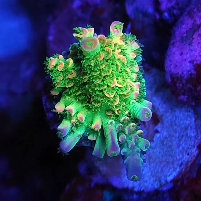Polyp Guy Corals Picture 9