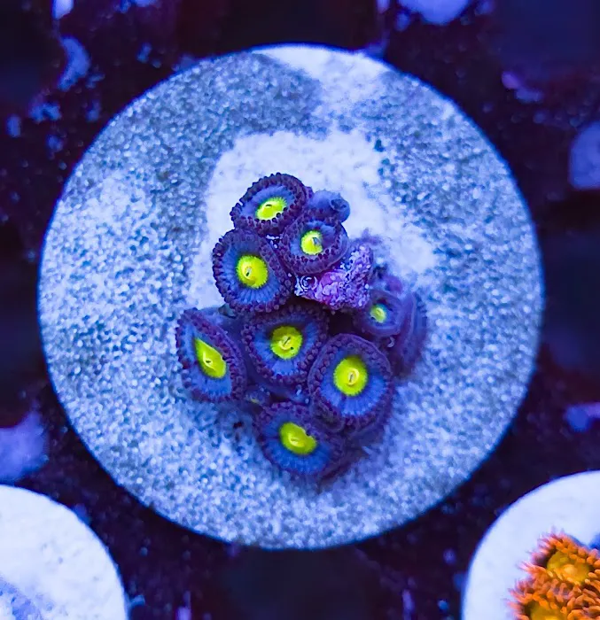 Polyp Guy Corals Picture 10
