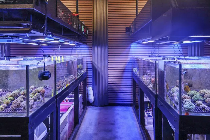 Blue Earth Corals & Aquariums Picture 3