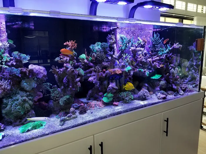 Blue Earth Corals & Aquariums Picture 7