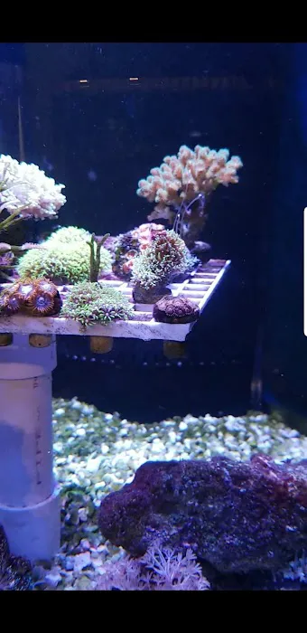Blue Earth Corals & Aquariums Picture 4