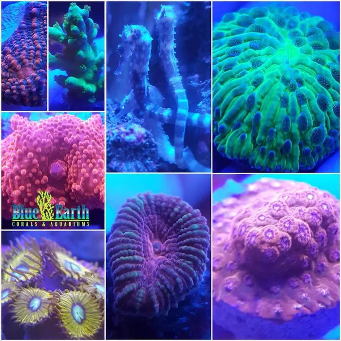 Blue Earth Corals & Aquariums Picture 10