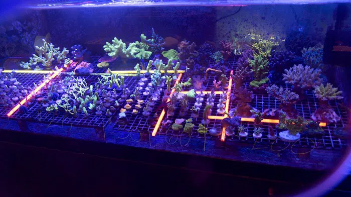 Blue Earth Corals & Aquariums Picture 8