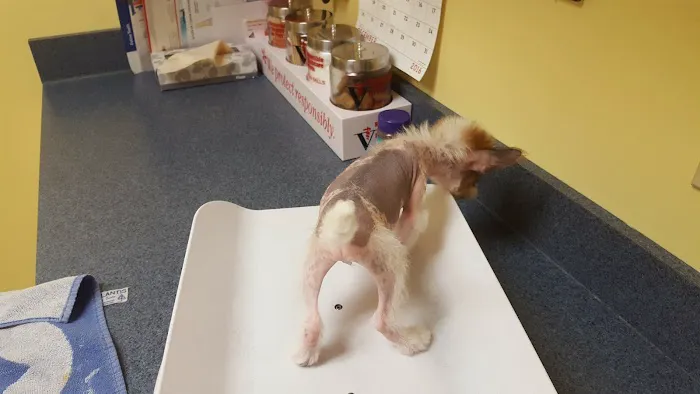 Catoctin Veterinary Clinic Picture 2