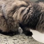 Catoctin Veterinary Clinic