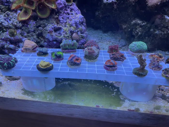 Subculture Corals Picture 3
