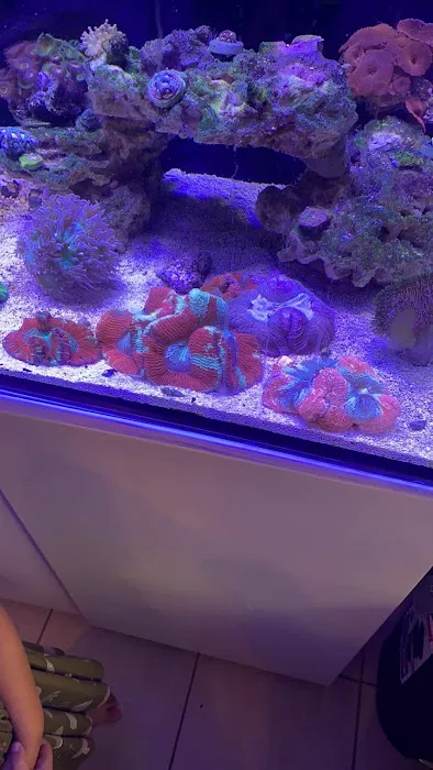 Subculture Corals Picture 1