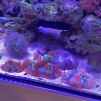 Subculture Corals ico