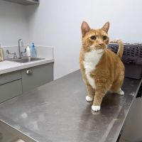 Walkersville Veterinary Clinic ico