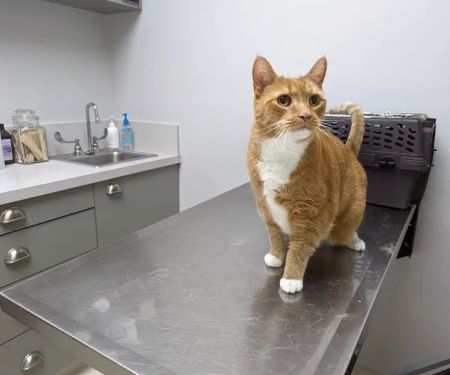 Walkersville Veterinary Clinic