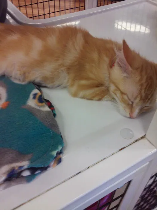Pet Supermarket Picture 4