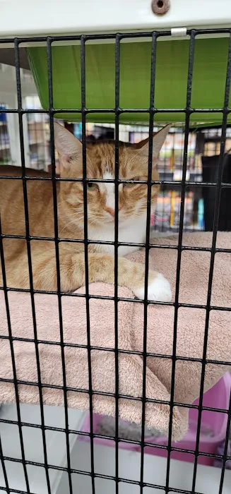 Pet Supermarket Picture 7