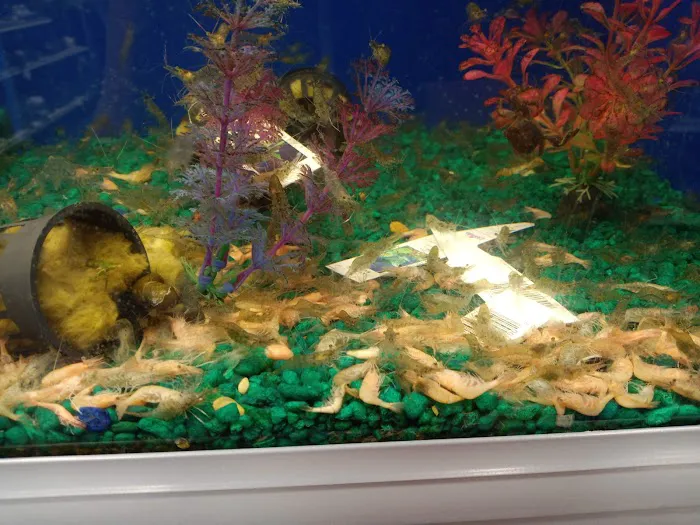 Pet Supermarket Picture 9