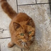 Linganore Veterinary Clinic ico