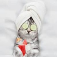 PetTides LLC ico