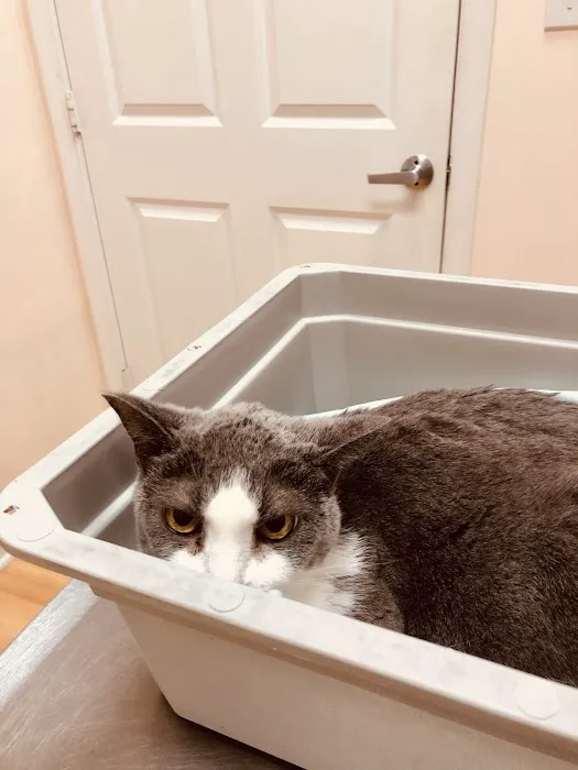 Frederick Cat Vet Picture 2