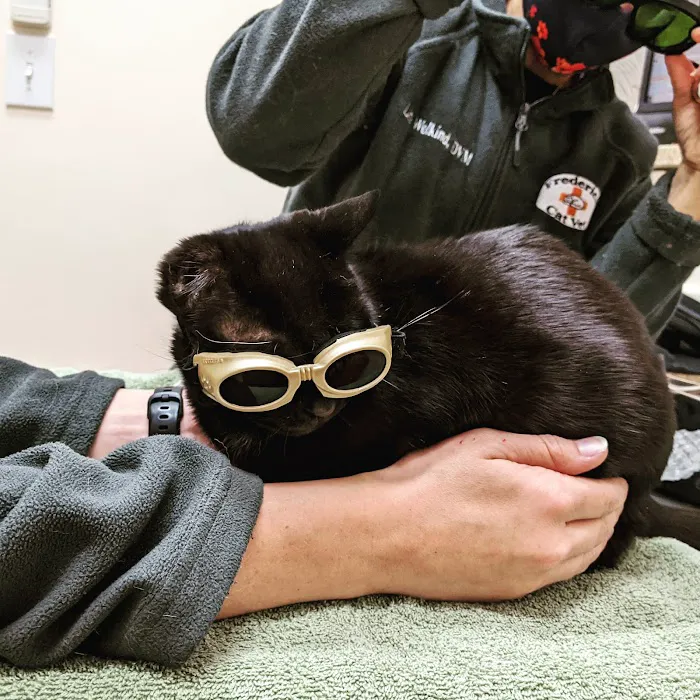 Frederick Cat Vet Picture 5