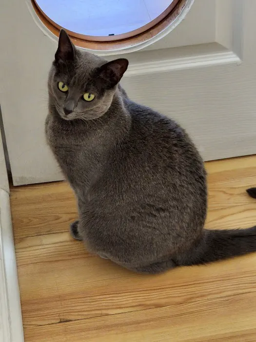 Frederick Cat Vet Picture 7